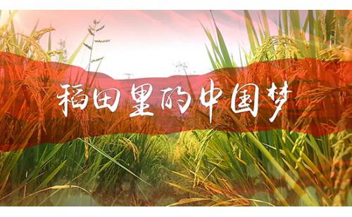 a202稻田里的中国梦朗诵袁隆平纪念歌颂舞台LED大屏幕背景视频素材