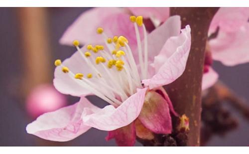 c737春夏秋冬舞蹈舞台LED大屏幕背景视频素材